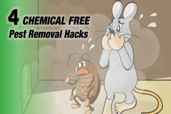 Pest image, overlaid with text that reads 4 Chemical Free Pest Removal Hacks.