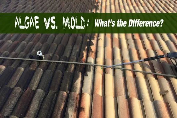Algae and mold, overlaid with text that reads Algae vs. Mold: What?s the Difference?
