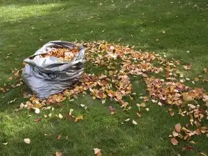 bag of leaves