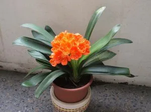 Picture of clivia