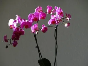 Picture of orchid.