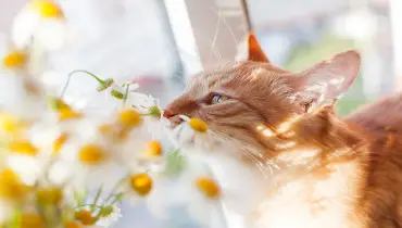 Cat sniffing a flower.