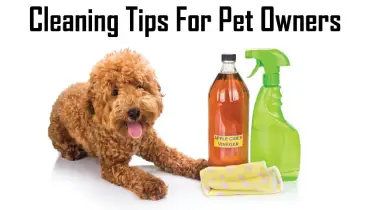 Cleaning objects kept besides a dog with curlers in its hair.