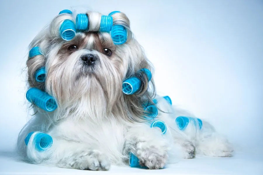dog with curlers in its hair|removing pet hair with gloves.