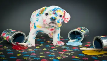 A dog with paint stains.