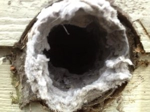 A dryer vent heavily lined with lint.