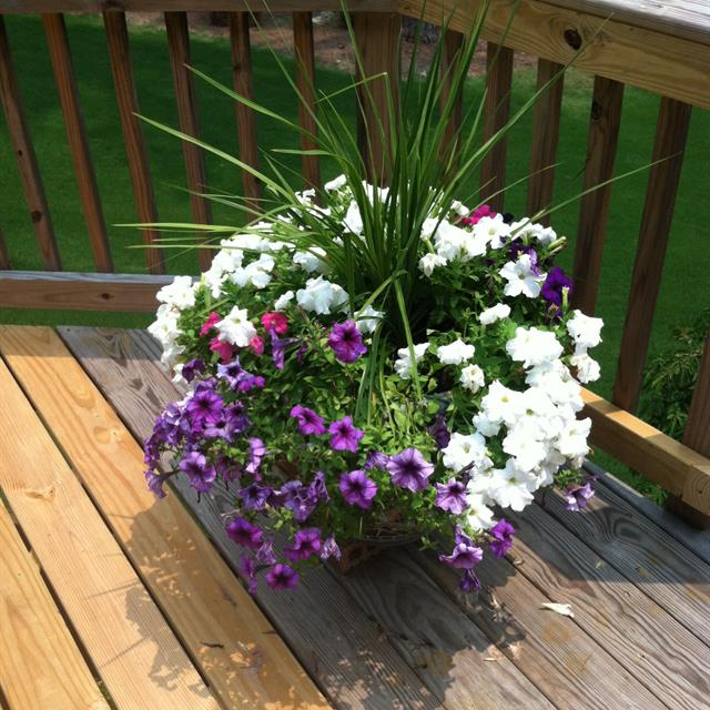 A flowerpot on a deck