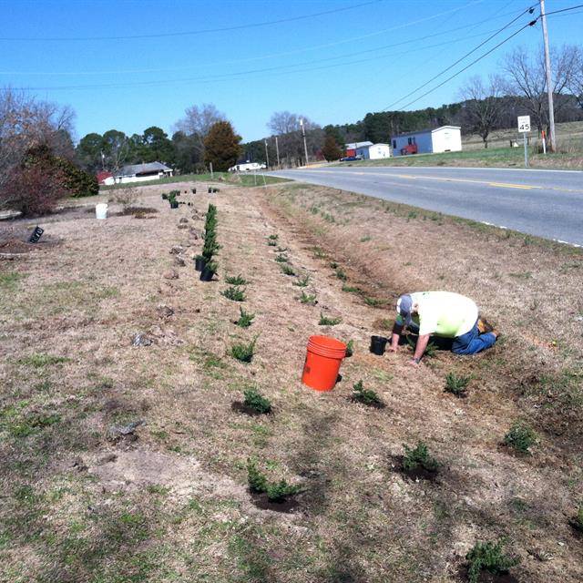 a guy planting a plant on a roadside