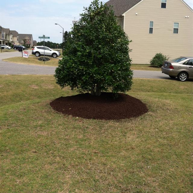 A plant in a garden on a roadside.