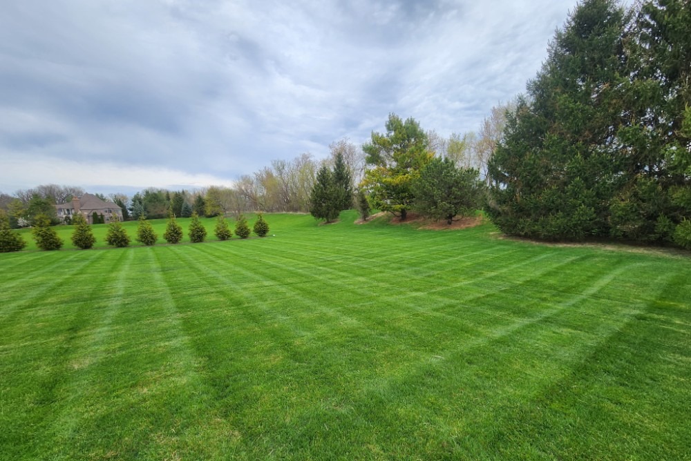 Freshly mowed lawn with striped pattern, evergreen tree line, and manicured turf in a residential property in McHenry and Libertyville, IL maintained by a professional landscaping company