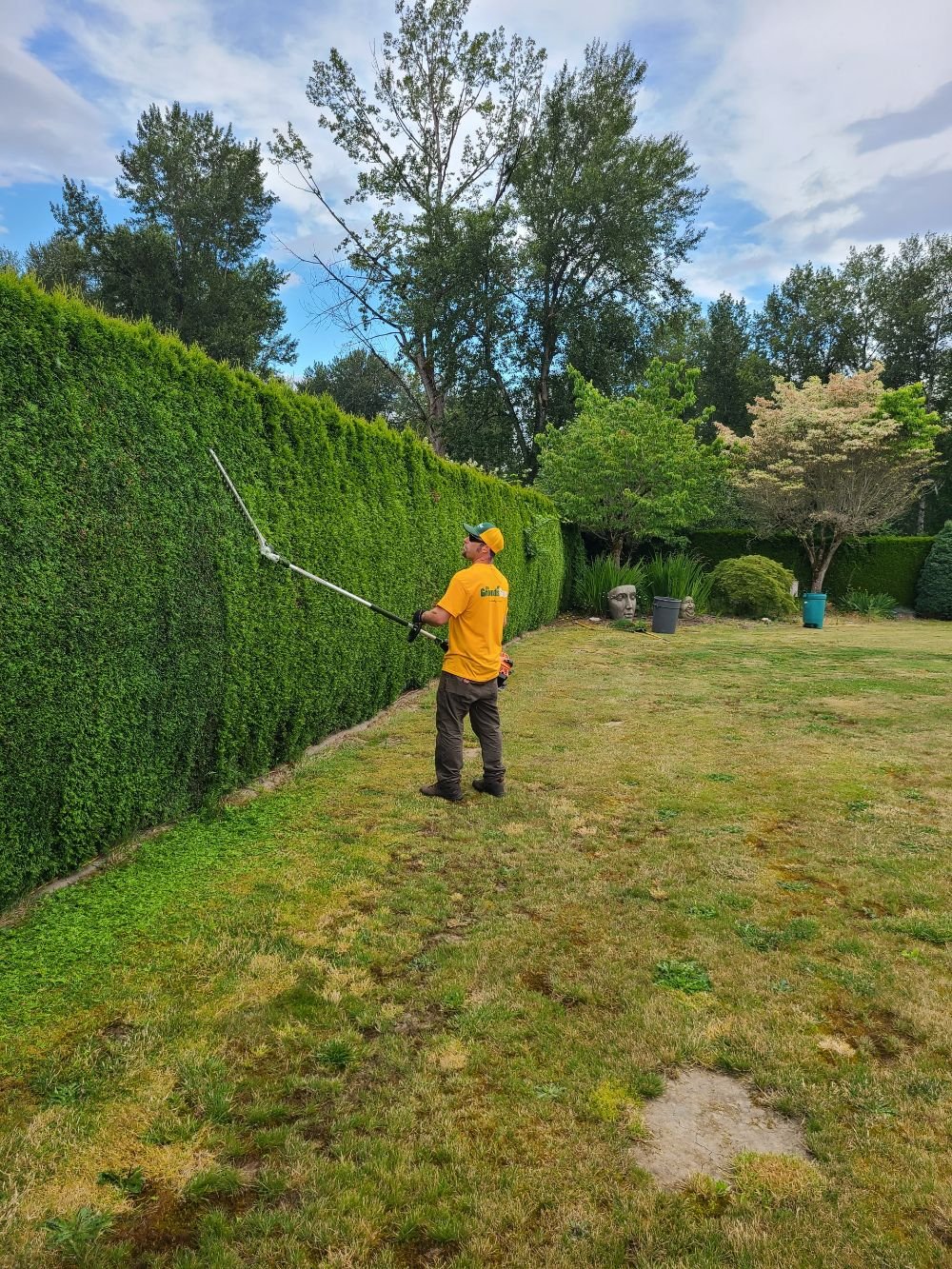 Arborvitae pruning