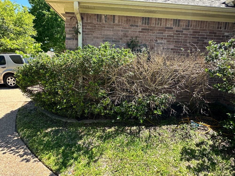 Bed Cleanup #2 - Before