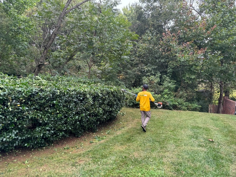 Grounds Guys employee properly trimming back a large hedge for our customer. Regular and proper cut backs on trees and bushes will encourage health and preserve the long term life of any landscape!
