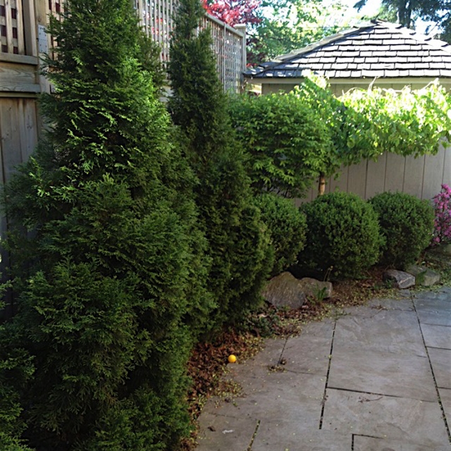 Bushy plants near the deck of a house.