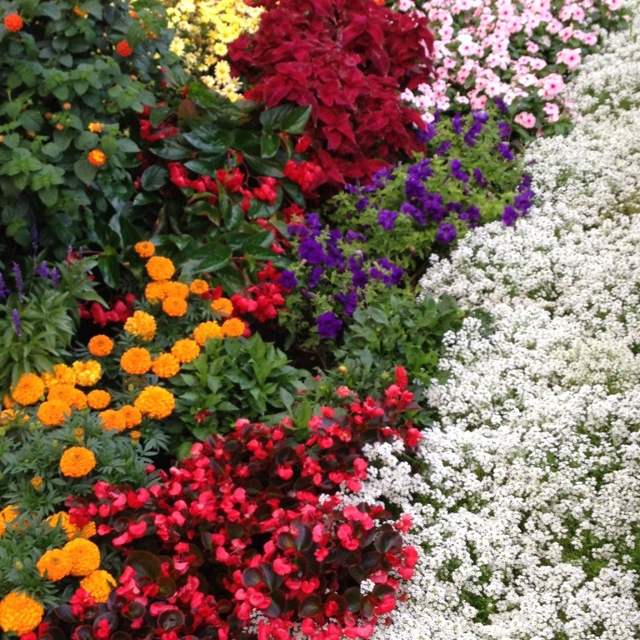 Different garden flower's