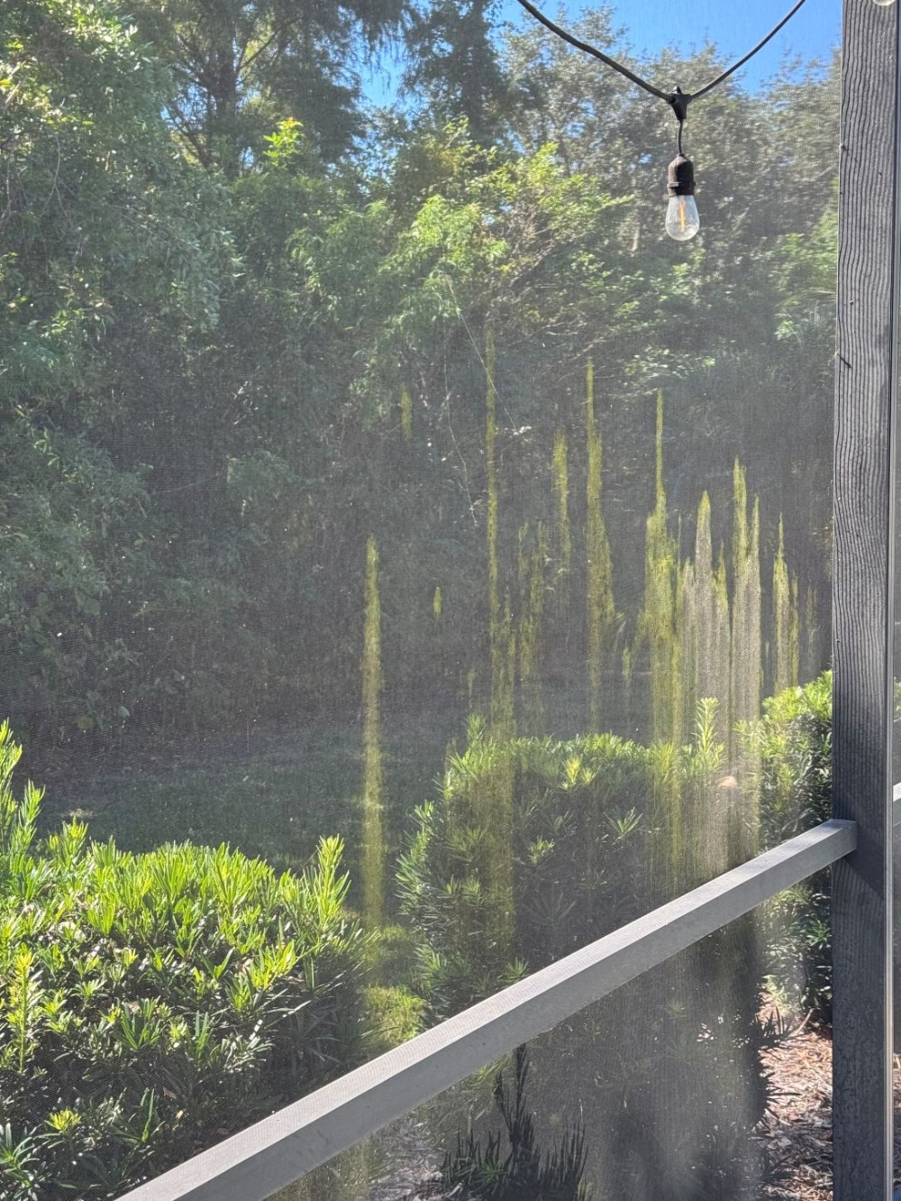 Dirty Moldy pool cage screen