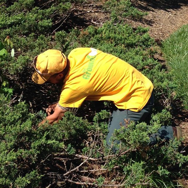Employee doing lawn work