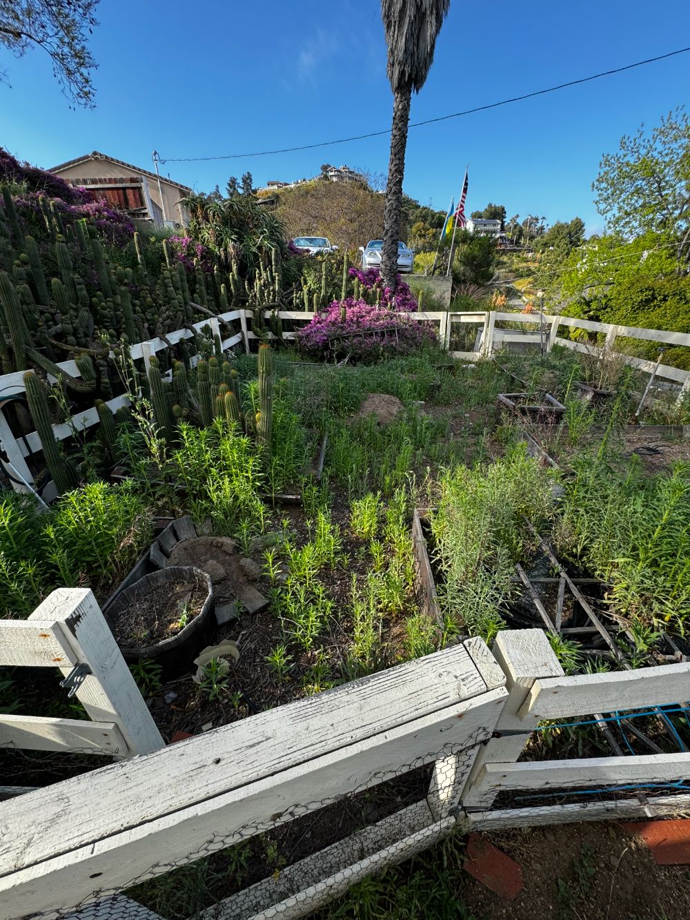 weeds have taken over fenced garden area