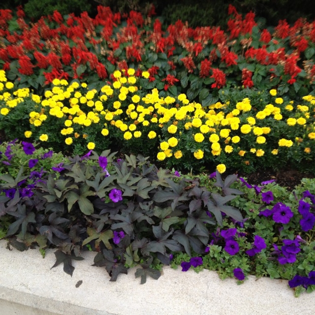 Flower beds arranged beautifully