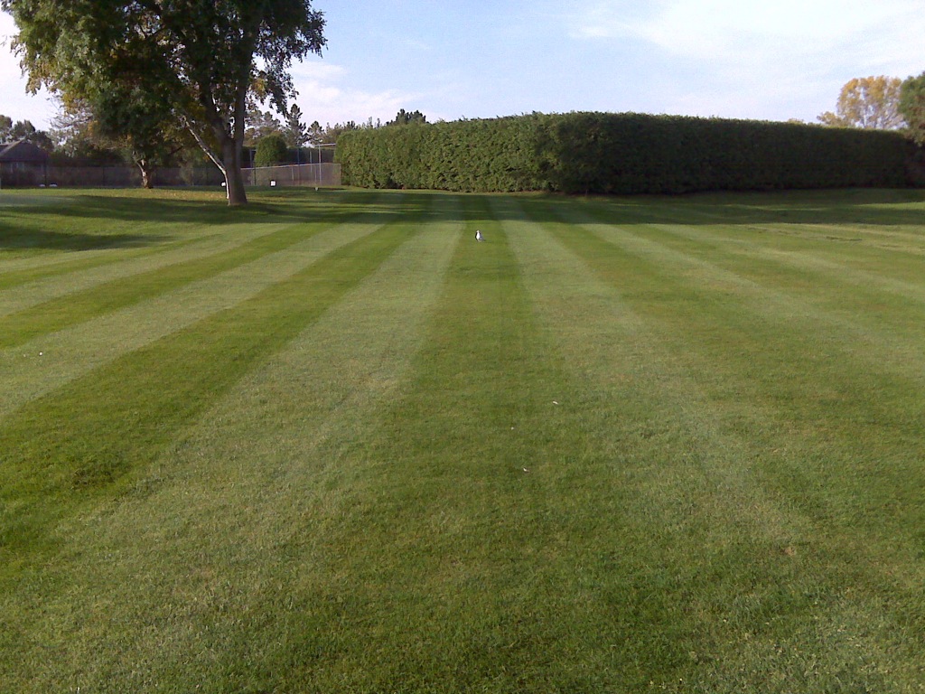 Freshly mowed lawn