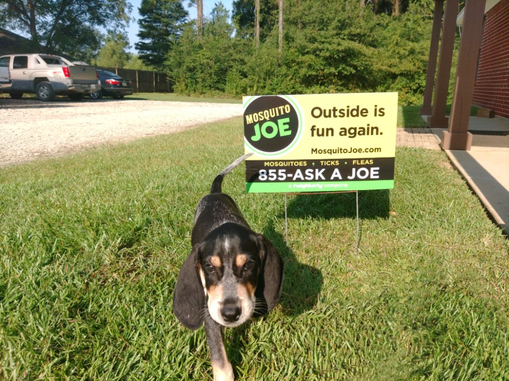 Bluetick coonhound dog named Peyton. Owned by Gail and Jim Yongue with Mosquito Joe in Daphne.