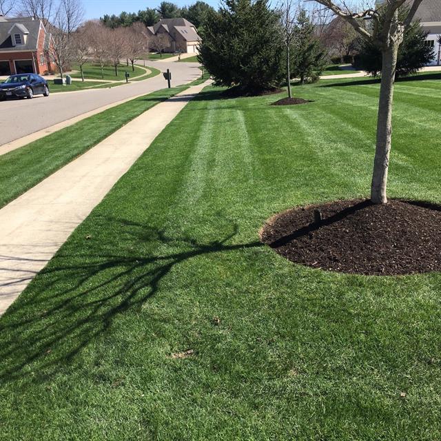 Lawn surroundings and Road view