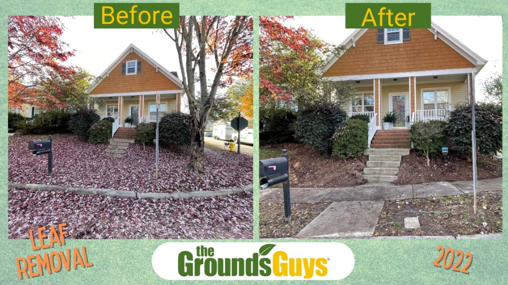 We remove leaves too!