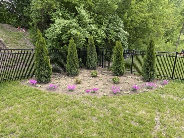 New privacy landscape installation in McHenry, IL with arborvitae trees, flowering plants, and fresh planting beds along a black aluminum fence.