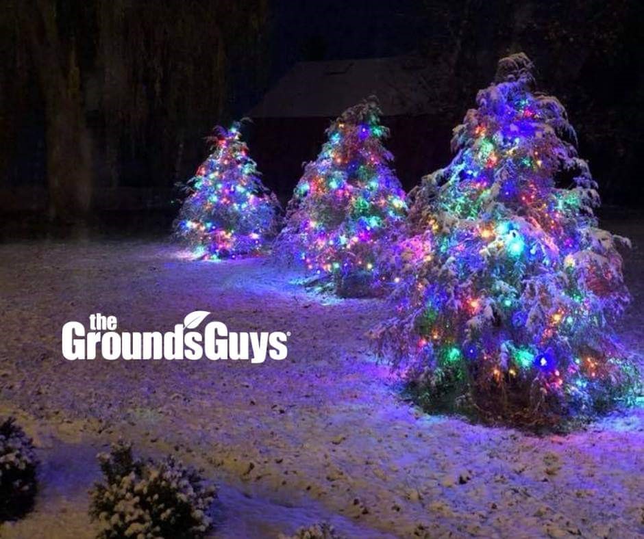 Multi Colored wrapped trees