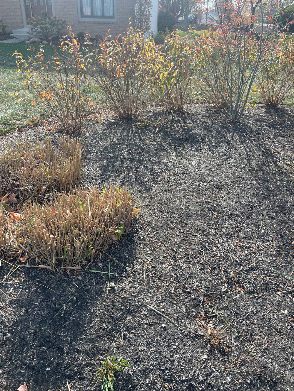 Ornamental Grass Cutback