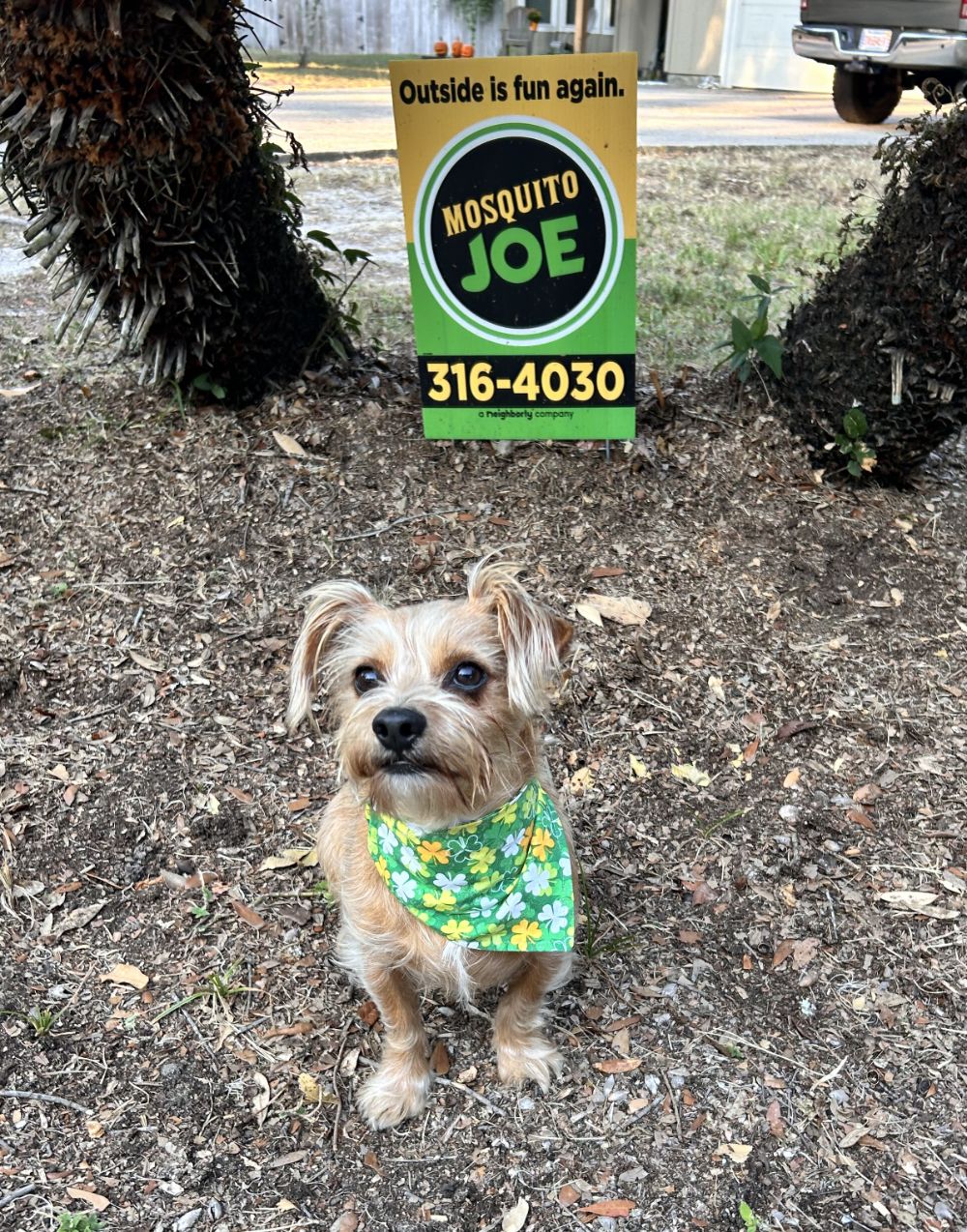 Mosquito Joe of Northwest Florida pup Charlie