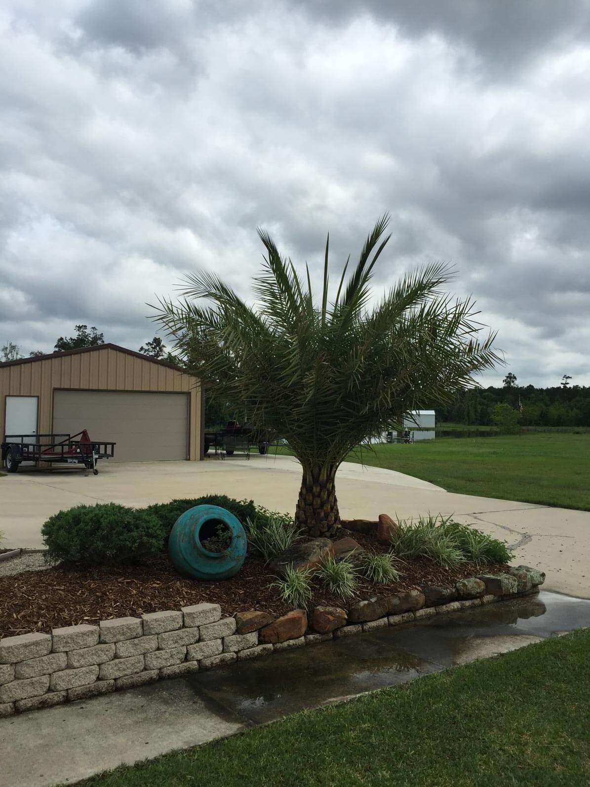 Palm tree and desert landscaping along walkway