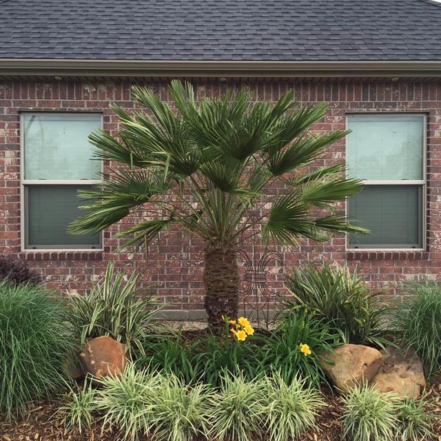 Palm tree and landscaping