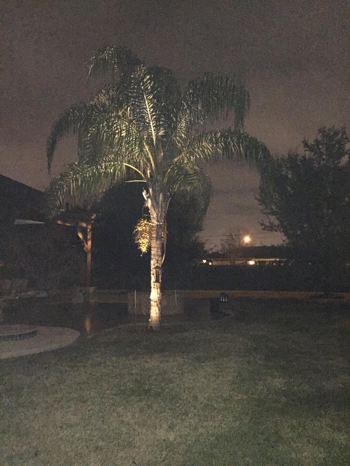 Palm tree with night lighting