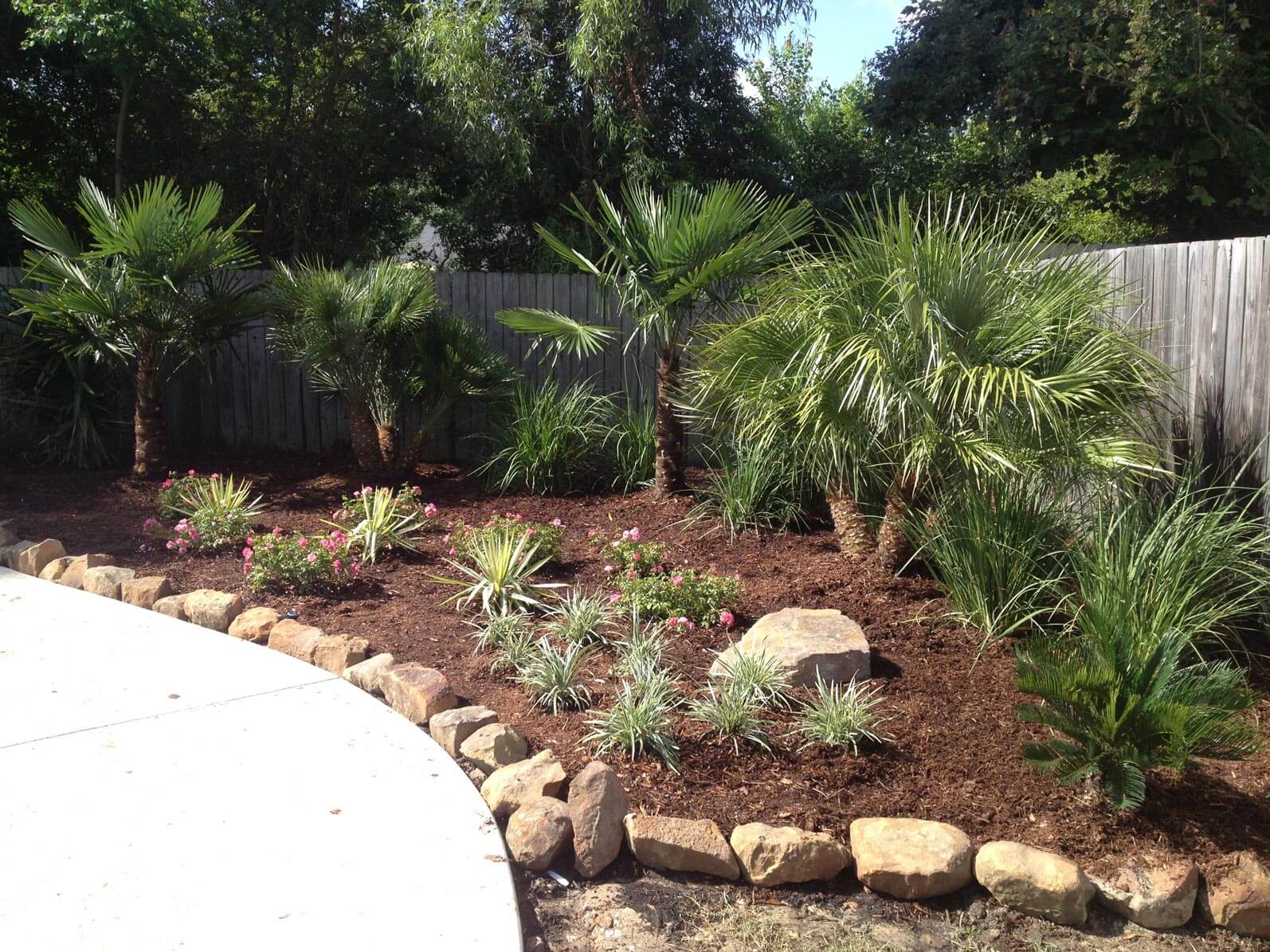 Palm trees and desert landscaping along walkway