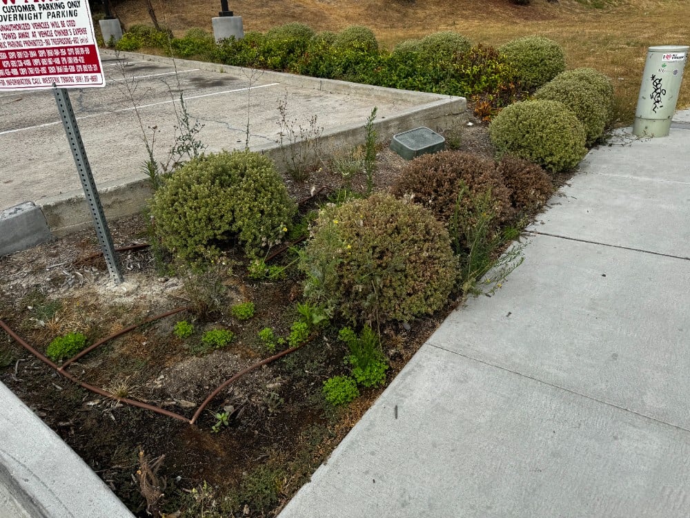 many weeds present, irrigation line exposed and damaged