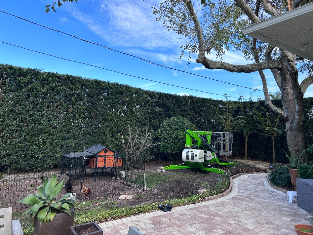 Podocarpus Hedge Trimming