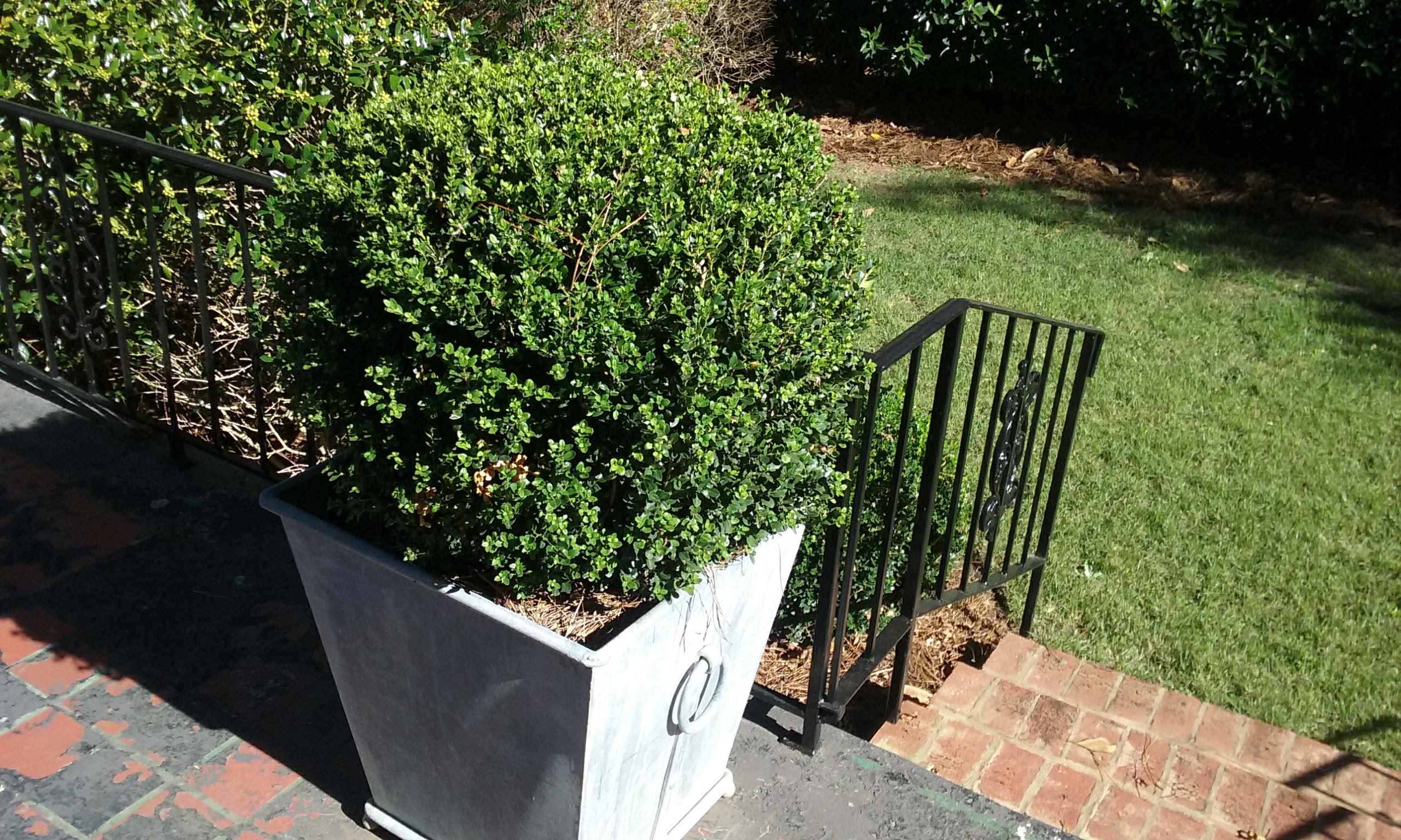 Potted plant in front of brick steps