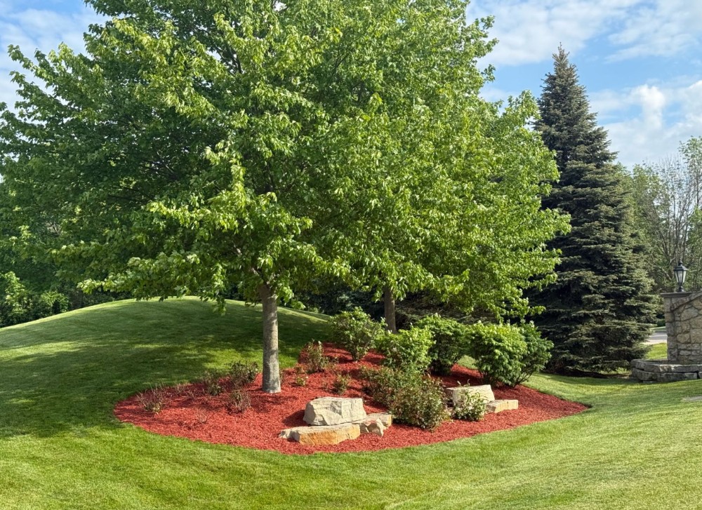 Red mulch landscaping bed with shrubs, large trees, and decorative stones on a green lawn in a residential yard between McHenry and Libertyville.