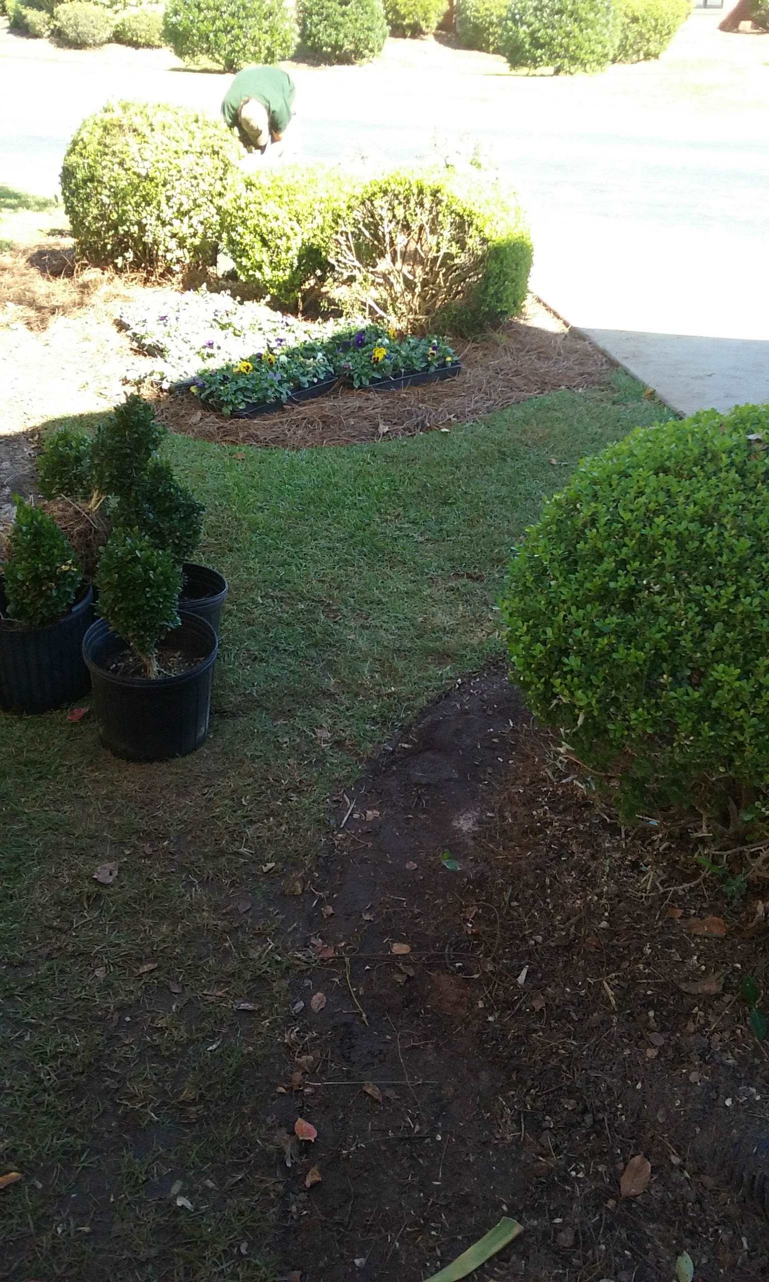 Shrubs bordering lawn