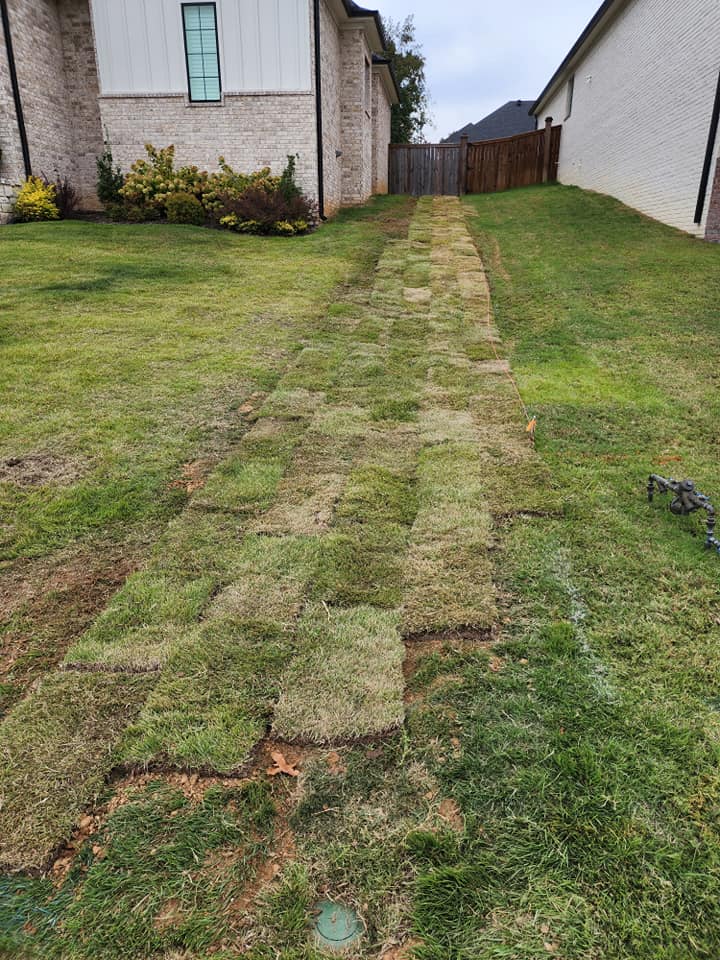 Zoysia sod installation