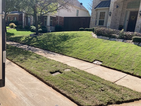 Sod installation in Prosper