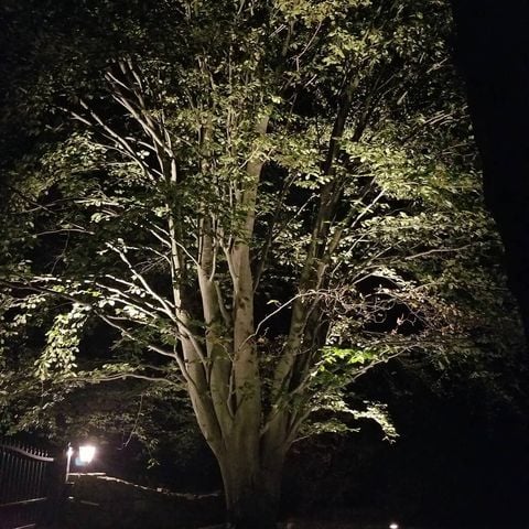 The Grounds Guys of Armonk and Greenwich Outdoor Lighting