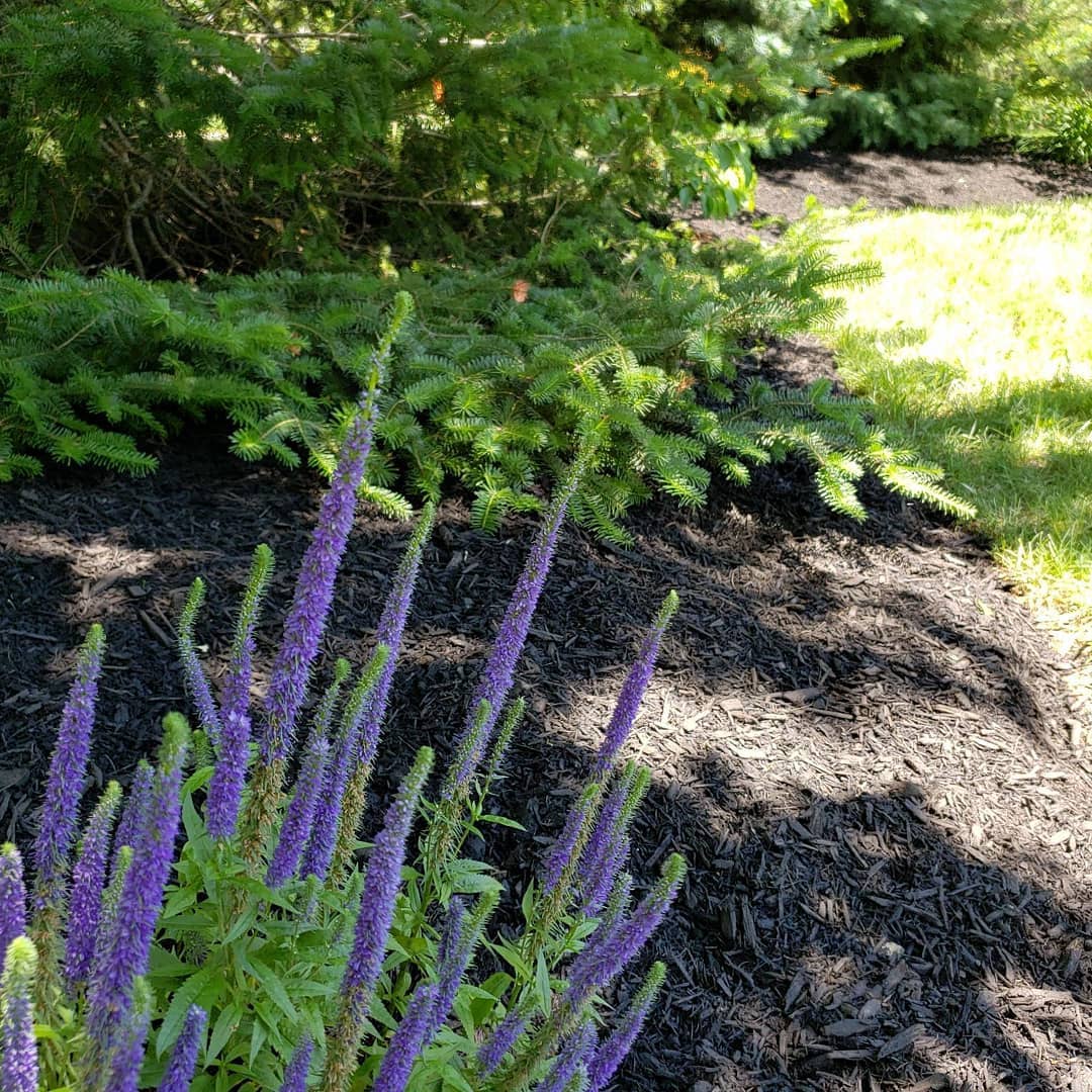 The Grounds Guys of Avon General