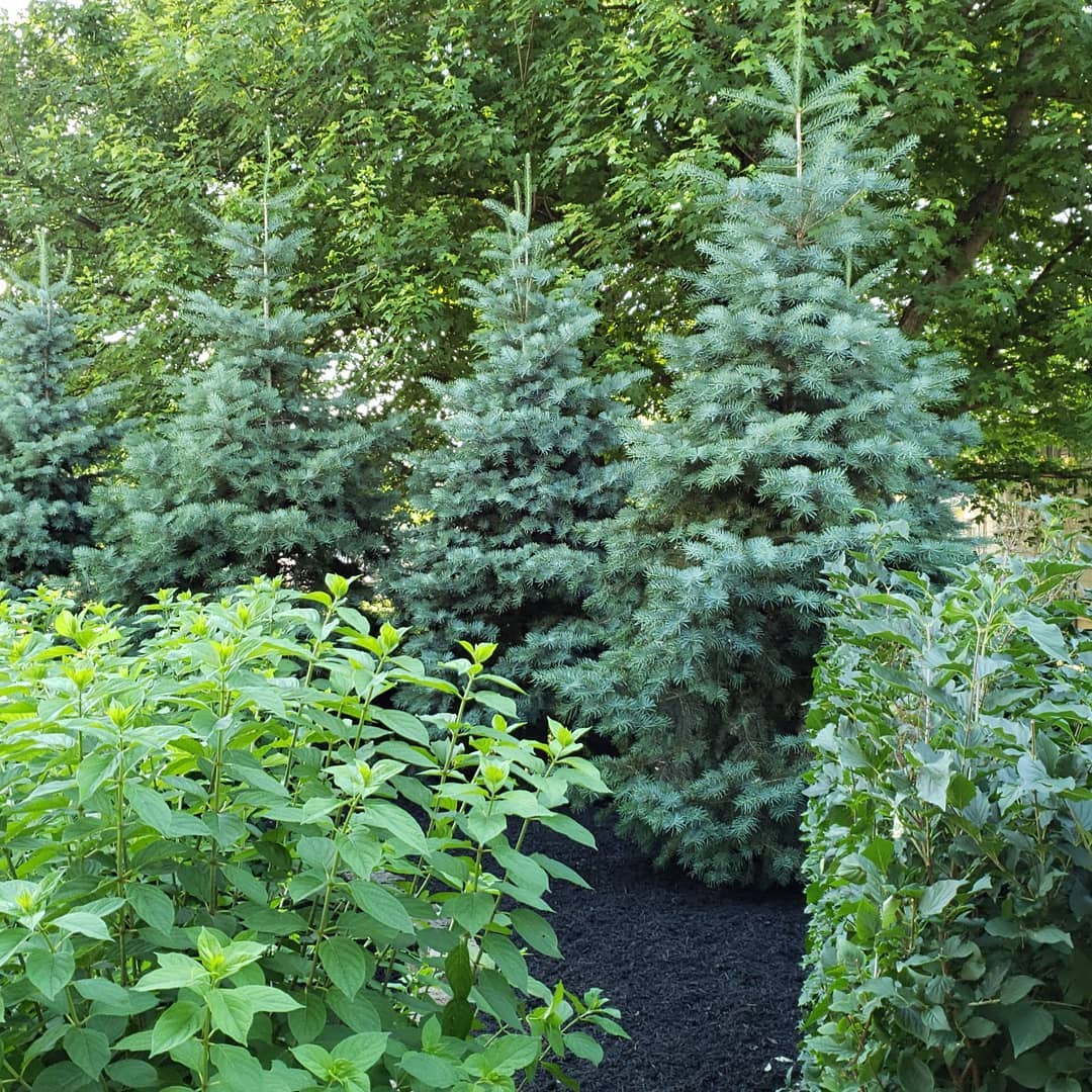 The Grounds Guys of Avon General