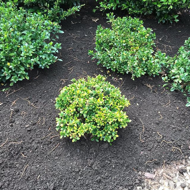 The Grounds Guys of Columbia landscape design