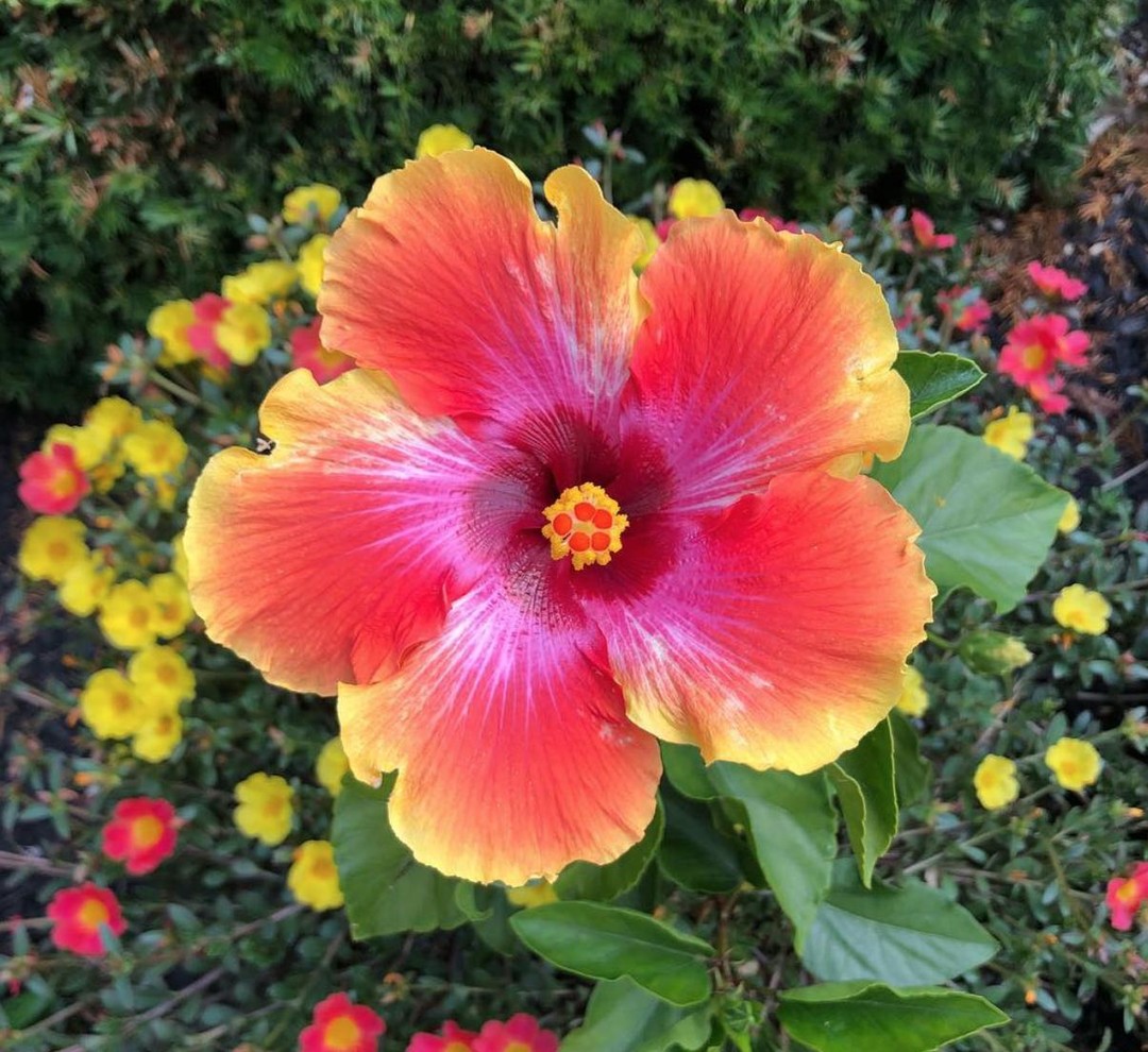 The Grounds Guys of Greenville, SC Landscape Design and Install