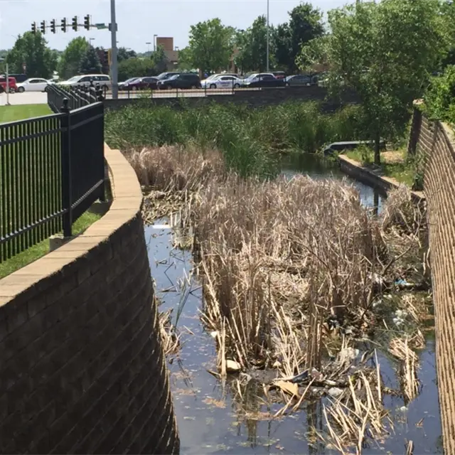 overgrown drainage ditch with standing water