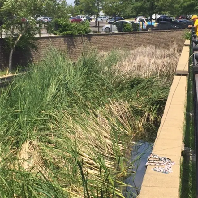 overgrown drainage ditch with standing water