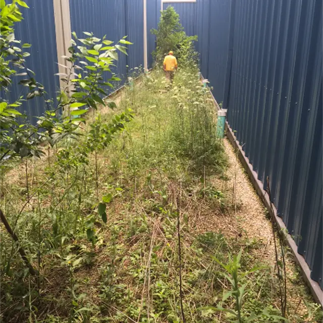 overgrown corridor between two commercial buildings